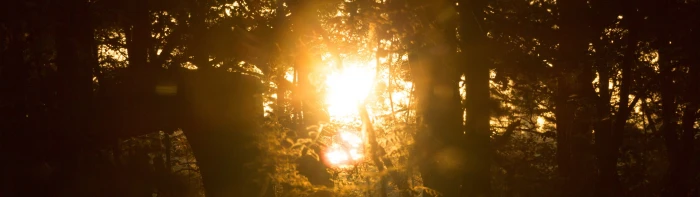 multiple display dual monitors tree plant sunlight forest widescreen dualmonitor dualscreen 2k 4k