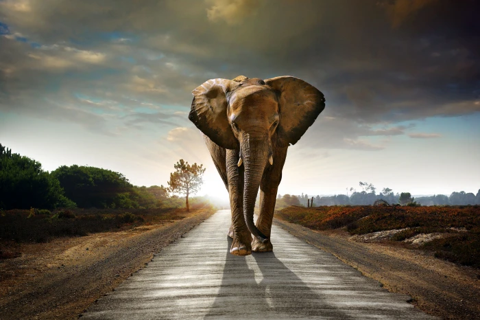 elephant animals hd road walking cloud sky 2k 4k 5k 8k
