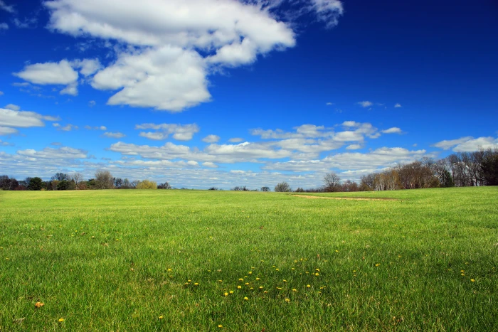 green grass field surrounded with trees at daytime Louise Moore County 2k 4k 5k