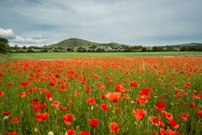 red Poppy field near mountain under cloudy sky at daytime Fife 2k 4k 5k