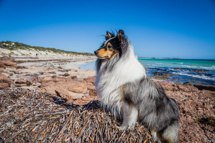 Shetland Sheep Dog beach 2k 4k 5k