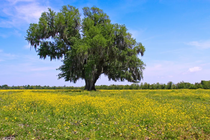 green tree surrounded by grass under cloudy sky during daytime lone oak 2k 4k 5k