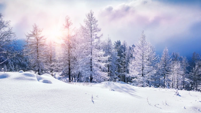 snow coated pine tree forest winter clouds 2k 4k 5k 8k