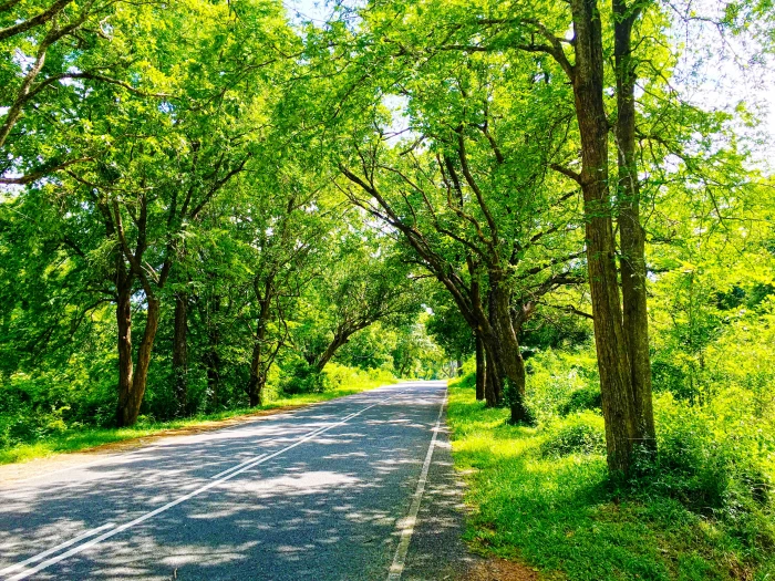 Sri Lanka nature road trees photography green plant color 2k 4k