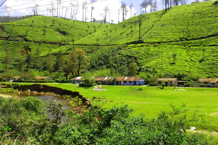 tea garden hill station kerala munnar natural nature green color 2k 4k 5k