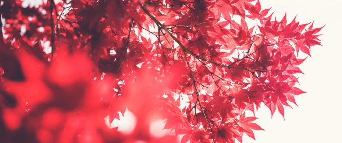 Red Leaves white background amazing wallpaper widescreen dual monitor 2k