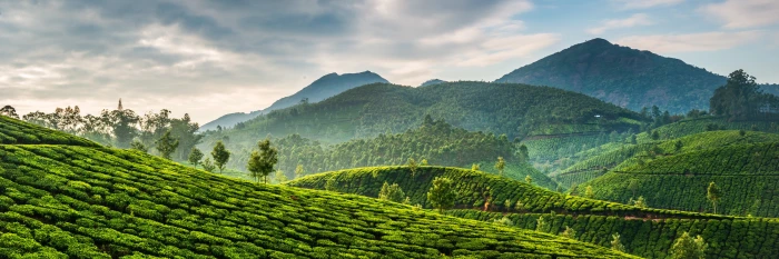 Indian Tea Farm dual screen multi monitor wallpaper 2k 4k 5k