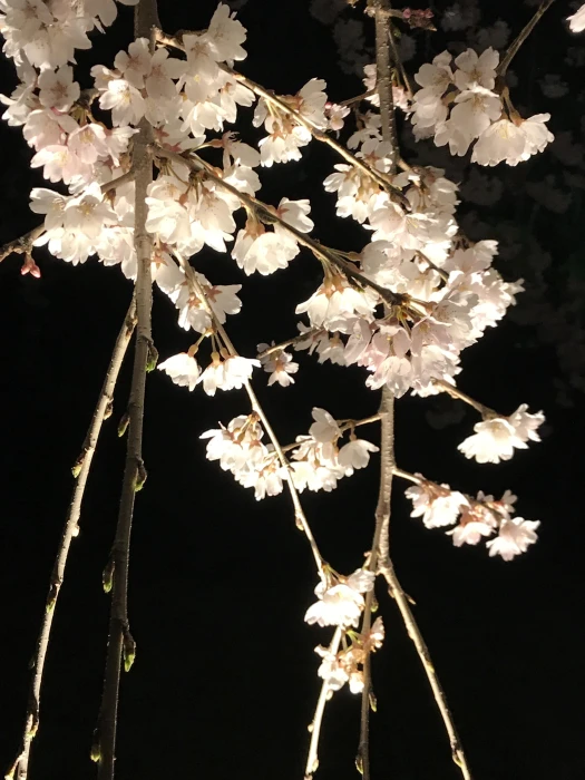 Nijou castle in Kyoto 2k