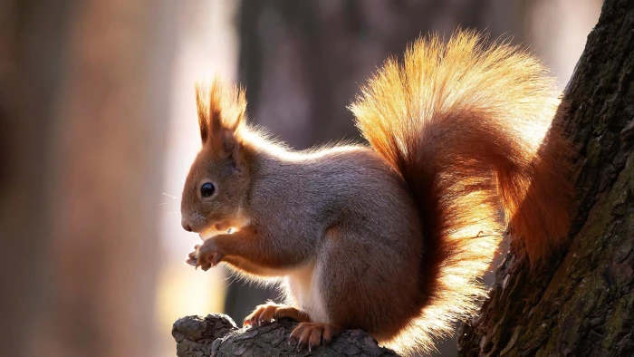 Majestic Squirrel in Nature Stunning Wallpaper 2k