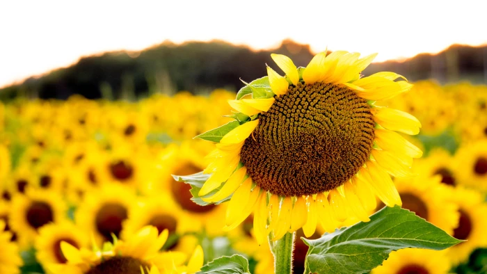 Sunflower Field | Richmond Missouri 2k 4k 5k