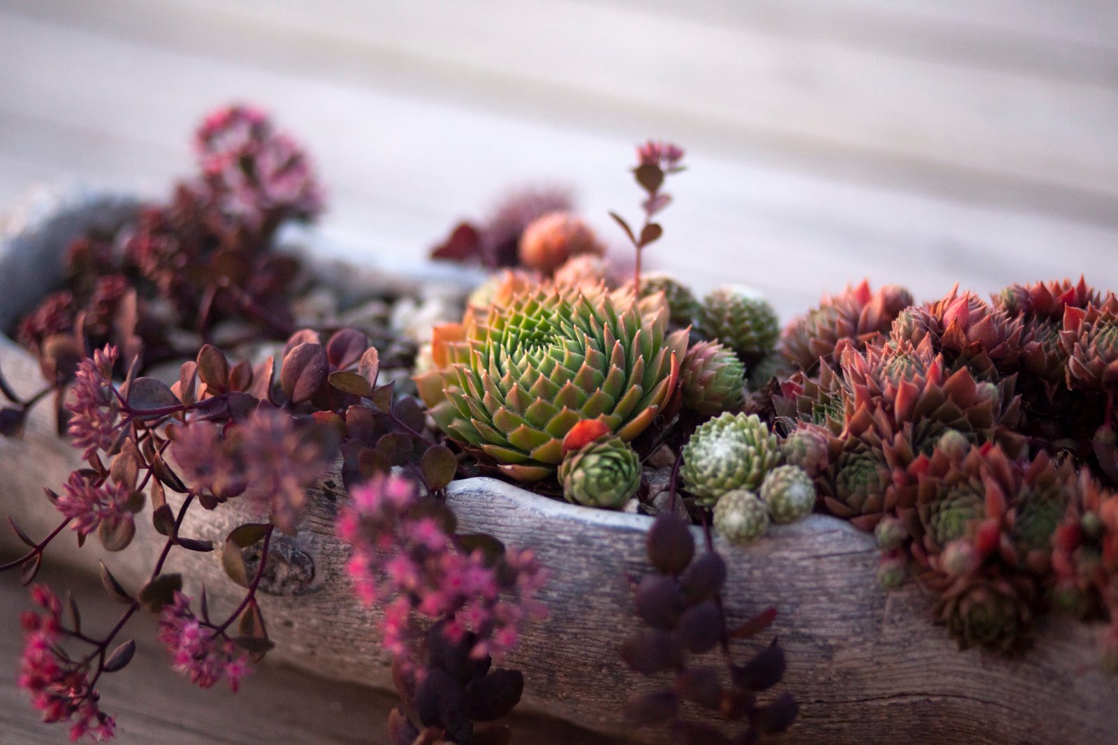 green succulent plant pot cactus cacti nature interior design 2k 4k 5k