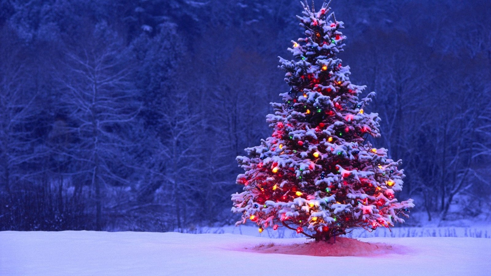 forest snow night lights tree spruce New Year Christmas 2k