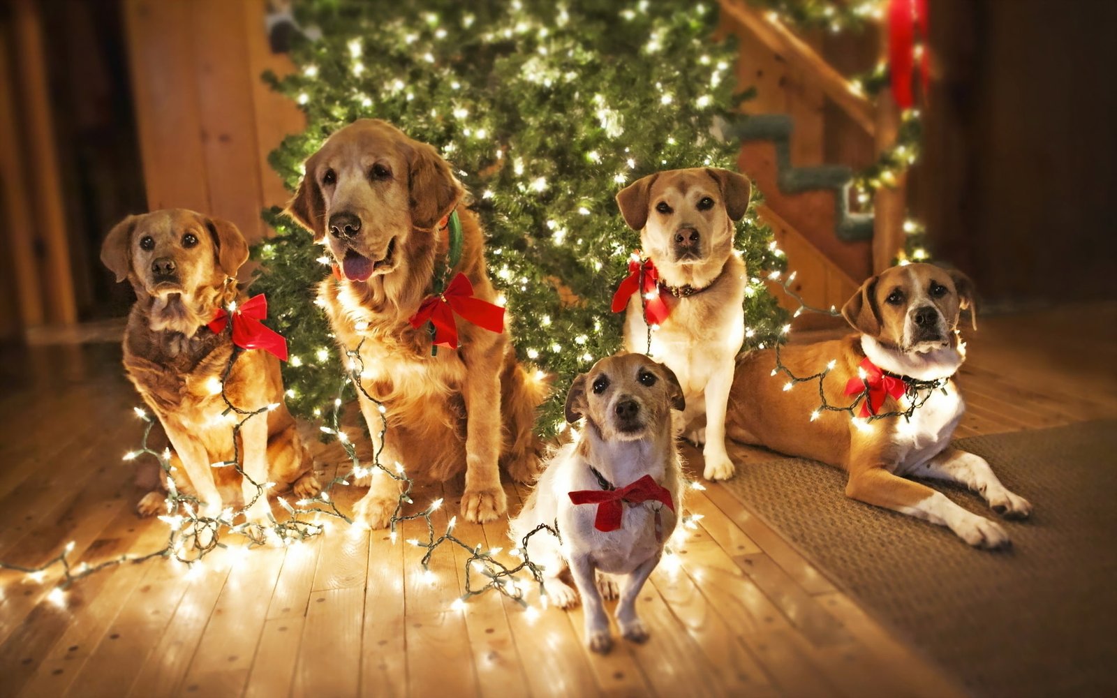 Dogs Waiting for Santa puppy cute dogs funny background christmas lights