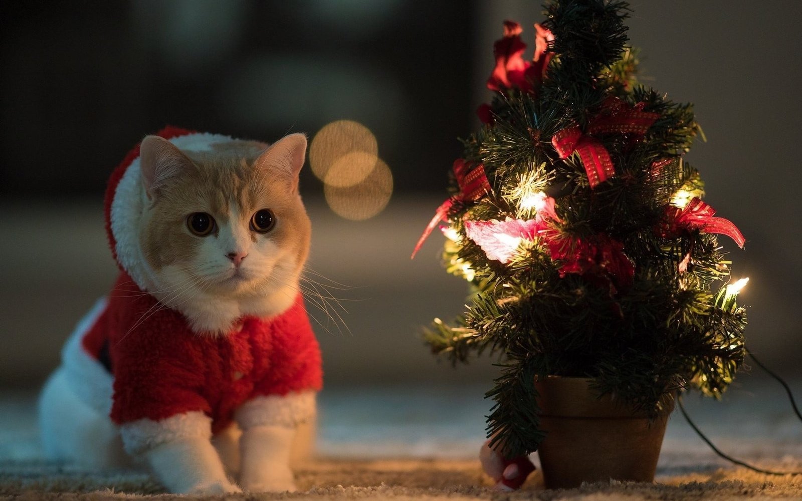 orange tabby cat animals Christmas Tree Santa costume holiday