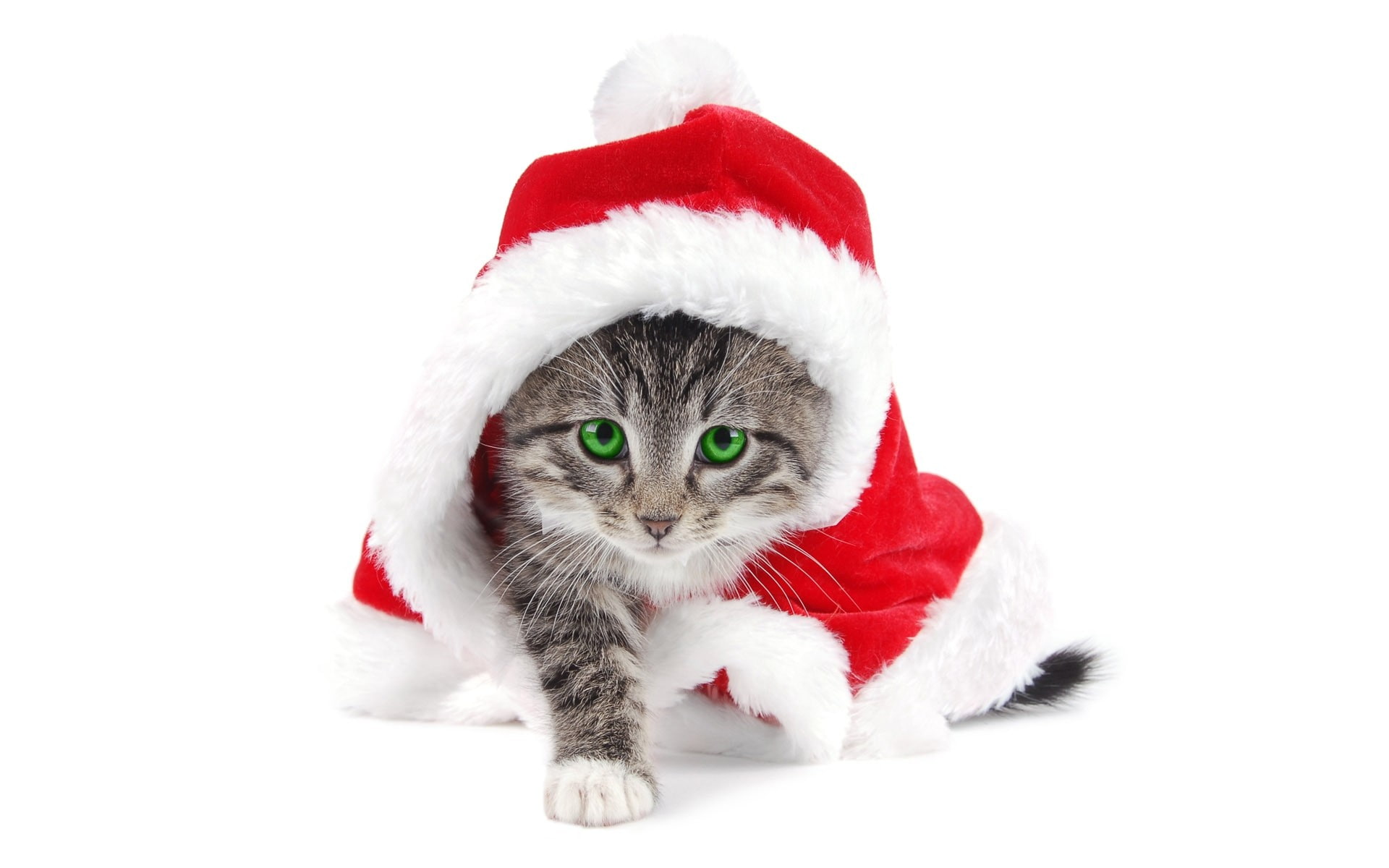 gray kitten Christmas cat mammal animal themes domestic animals