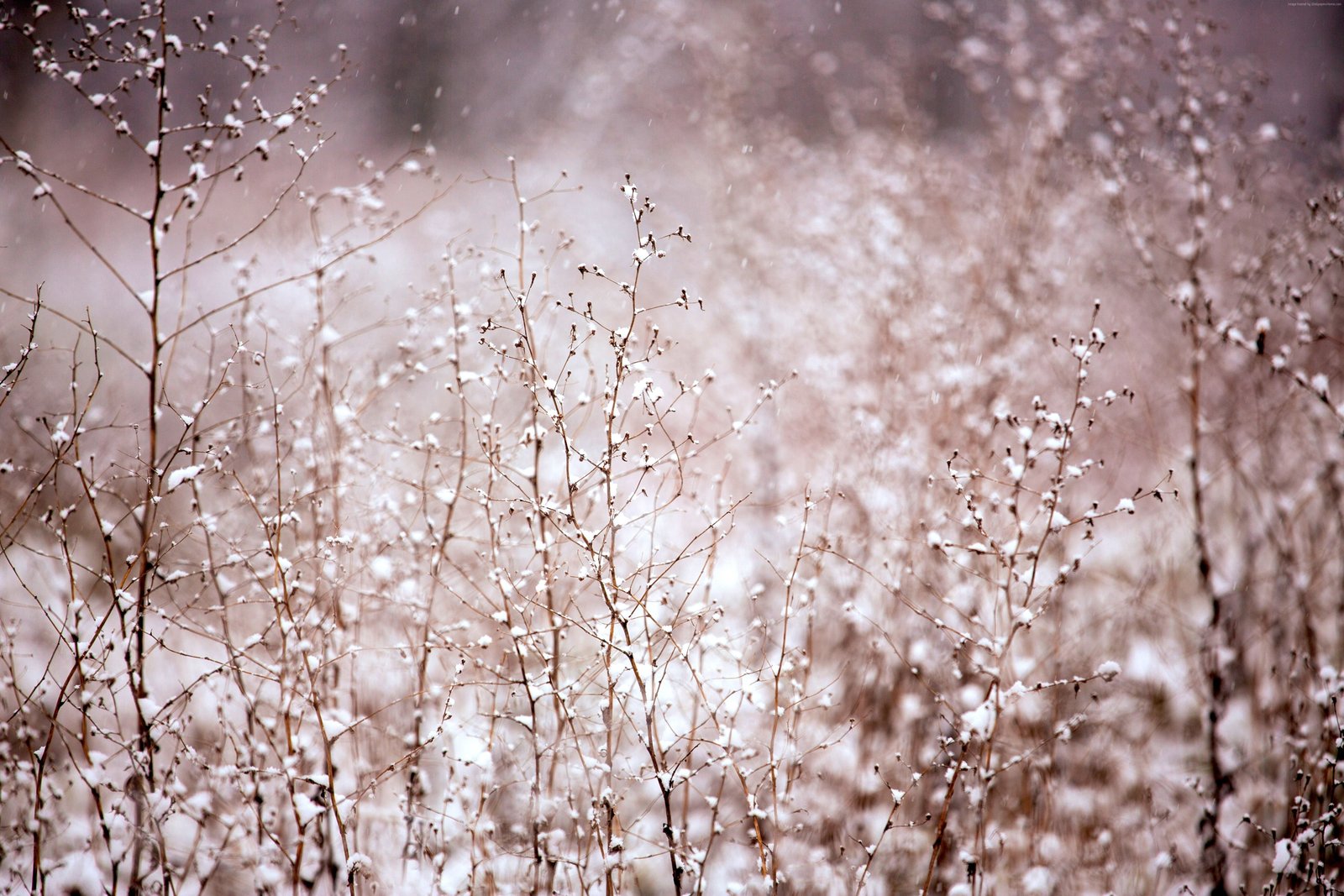 Bush meadows pink snow 2k 4k 5k