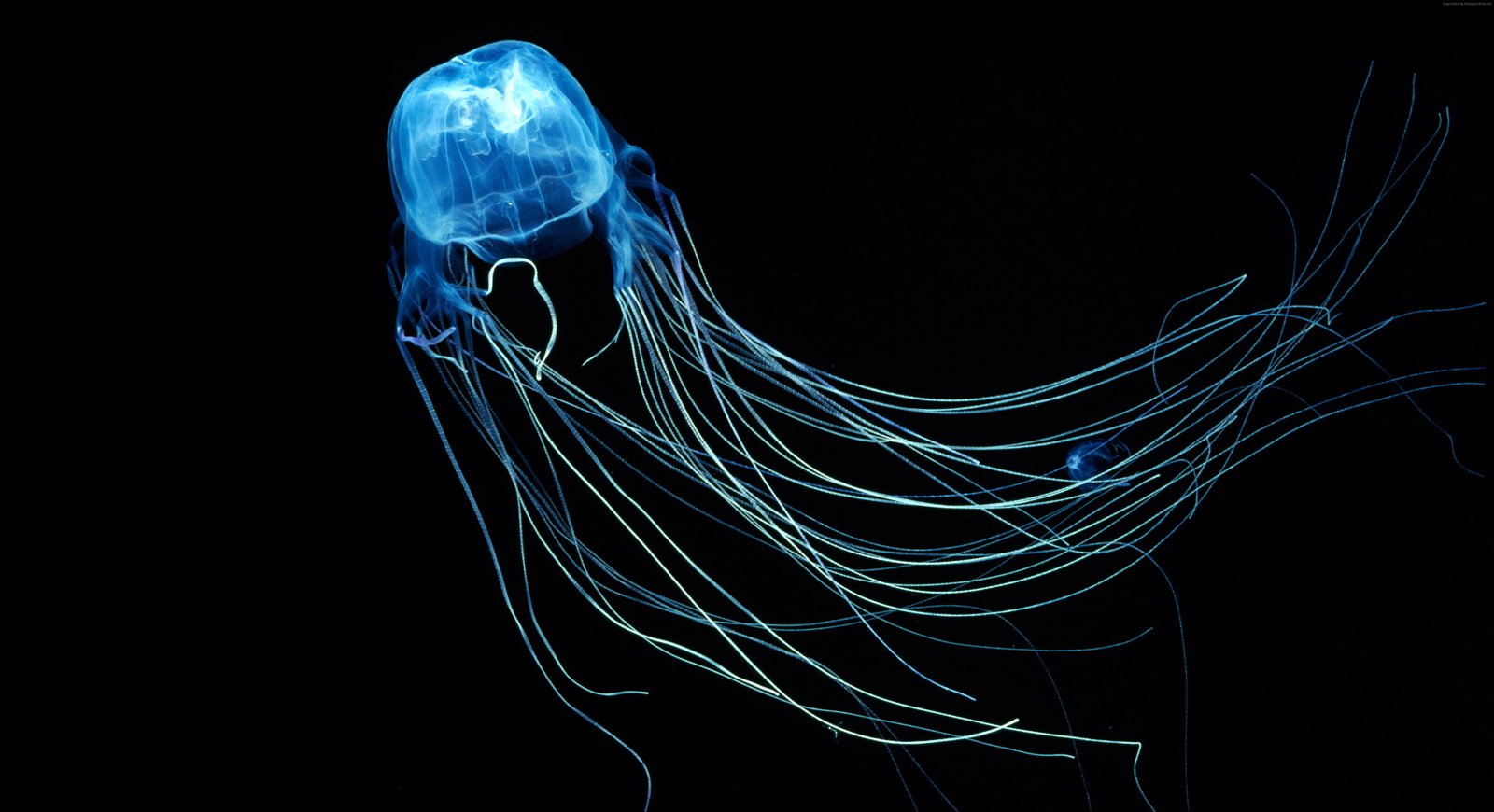 diving Rangiroa Indian Ocean Jellyfish Australian Box 2k 4k 5k