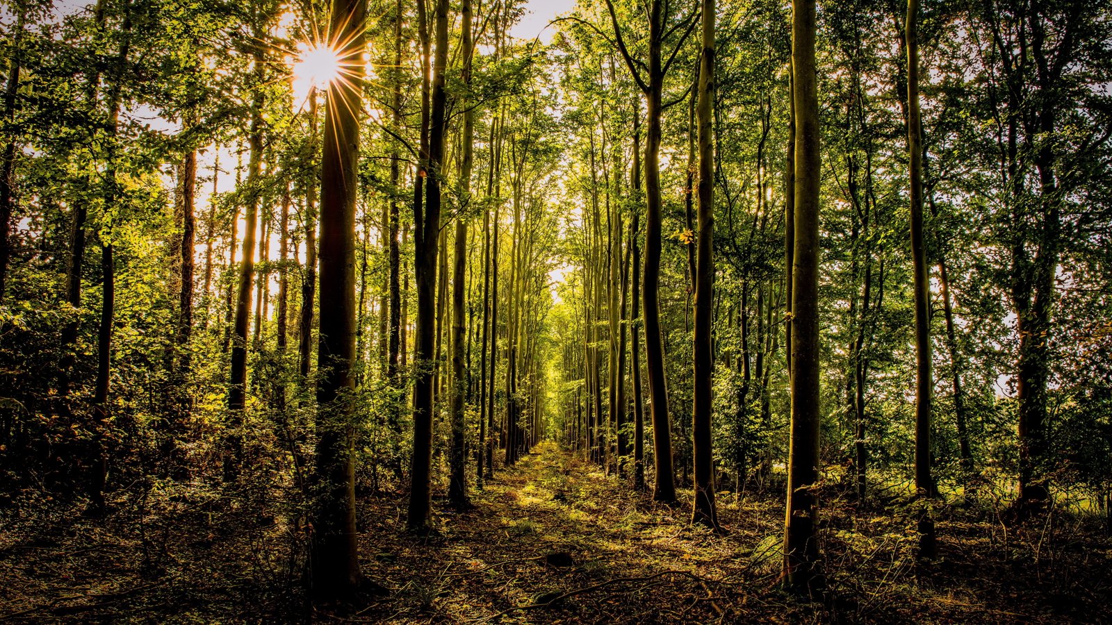 forest landscape tree plant tranquility woodland beauty in nature 2k 4k 5k 8k