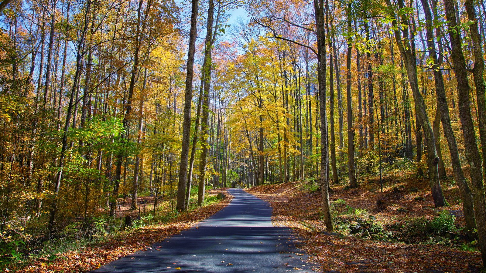 nature hd tree forest plant land direction the way forward 2k 4k 5k 8k