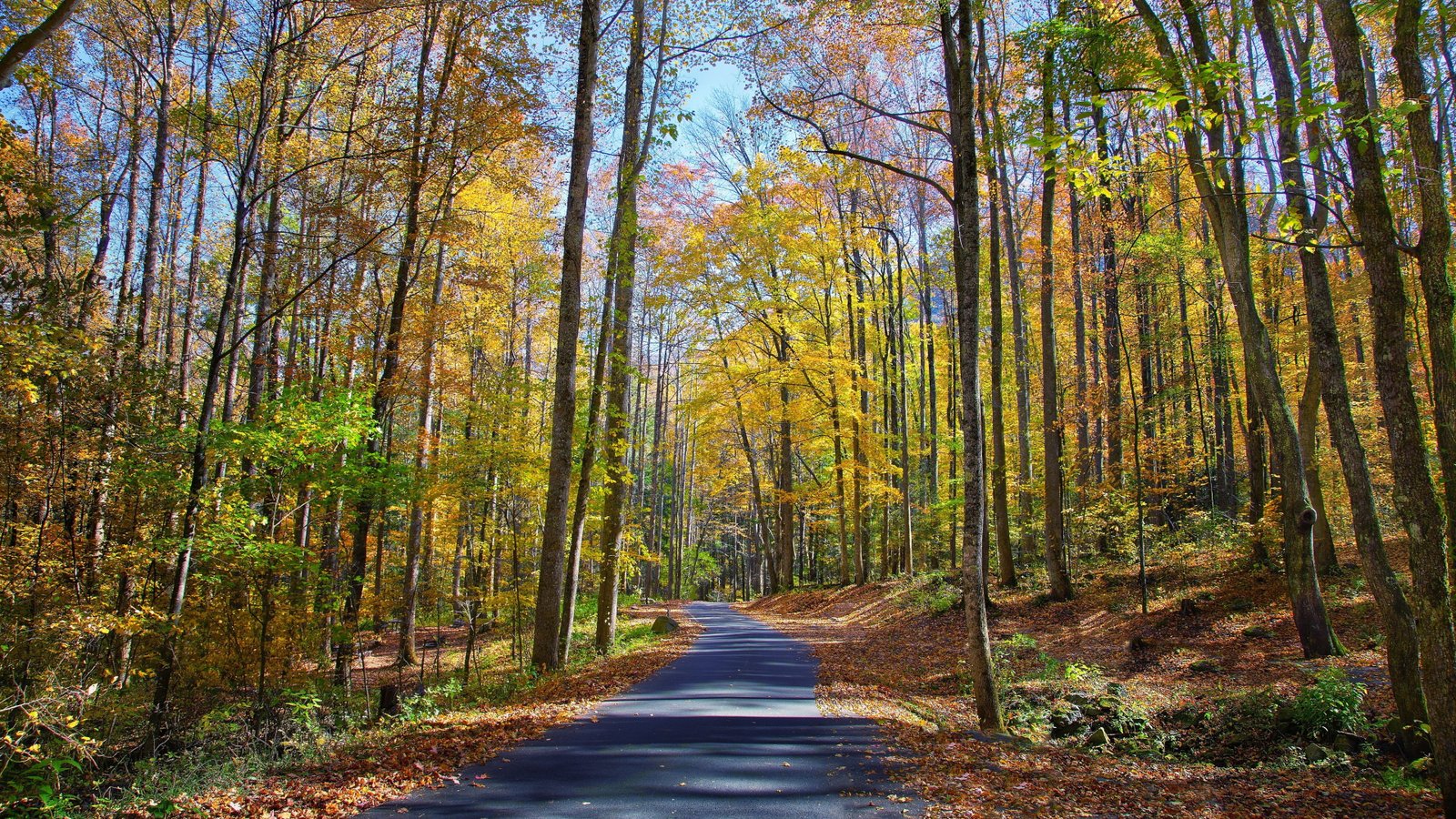 nature hd wide tree forest plant the way forward direction 2k 4k 5k 8k