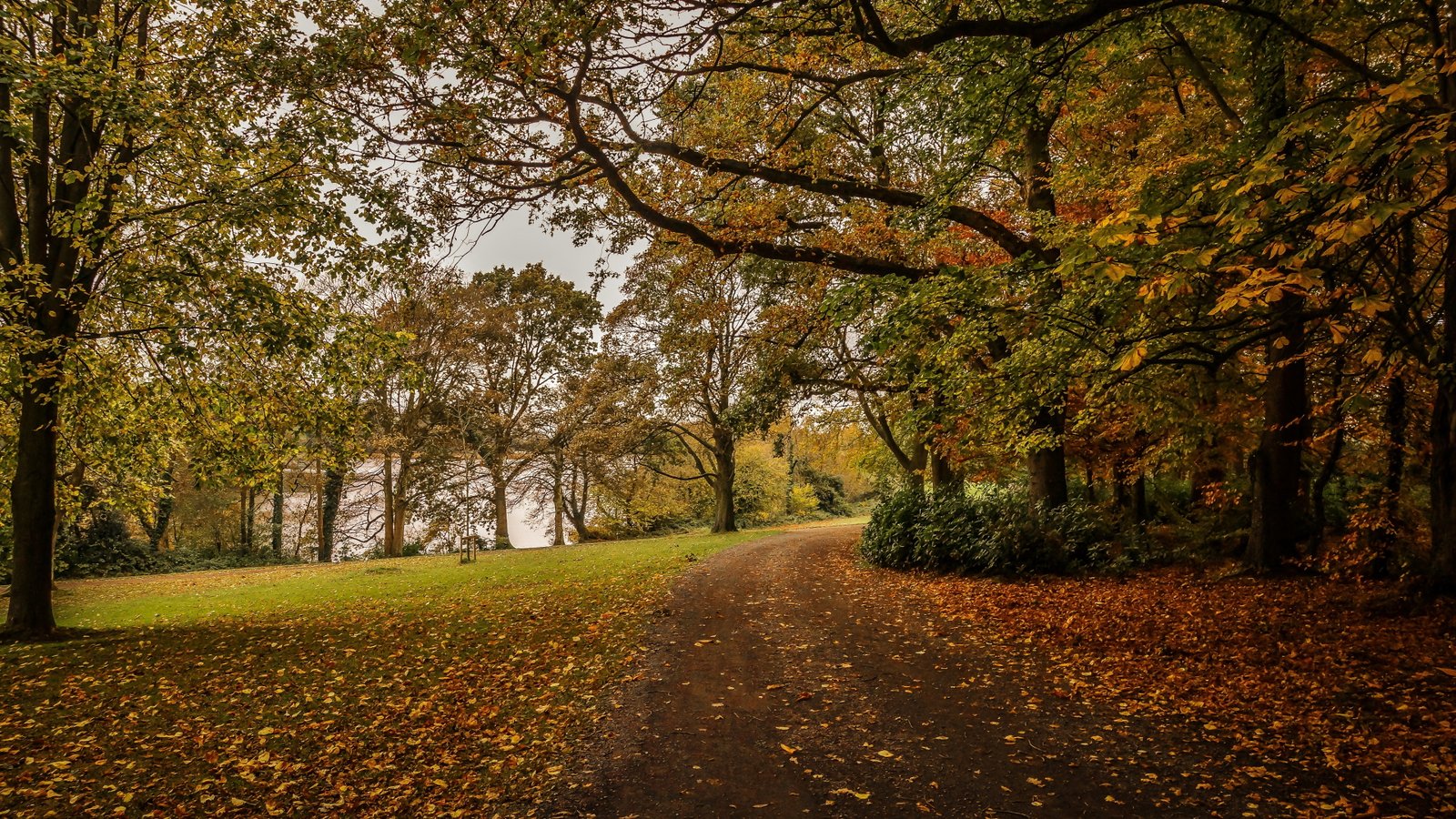 nature picture tree plant autumn change the way forward 2k 4k 5k 8k