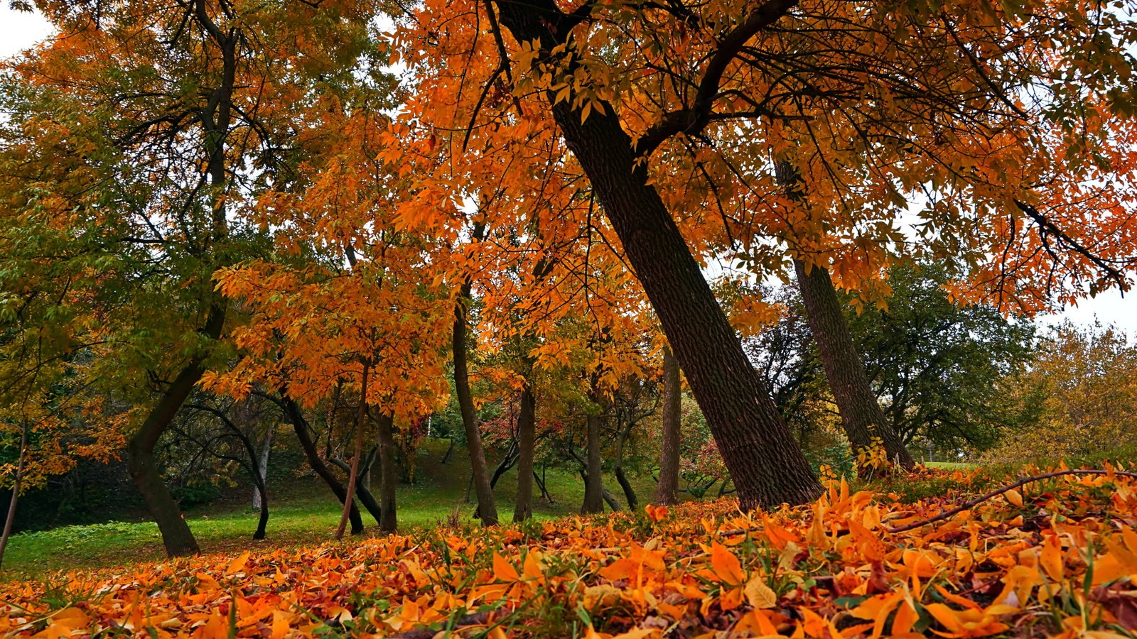 nature theme wide autumn tree plant change beauty in 2k 4k 5k 8k