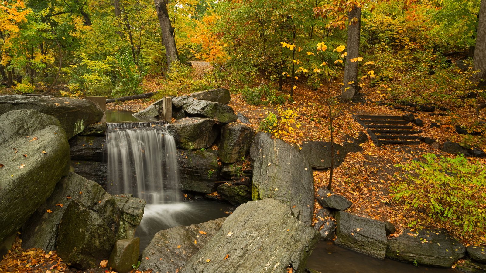 quality tree plant water forest nature autumn rock 2k 4k 5k 8k