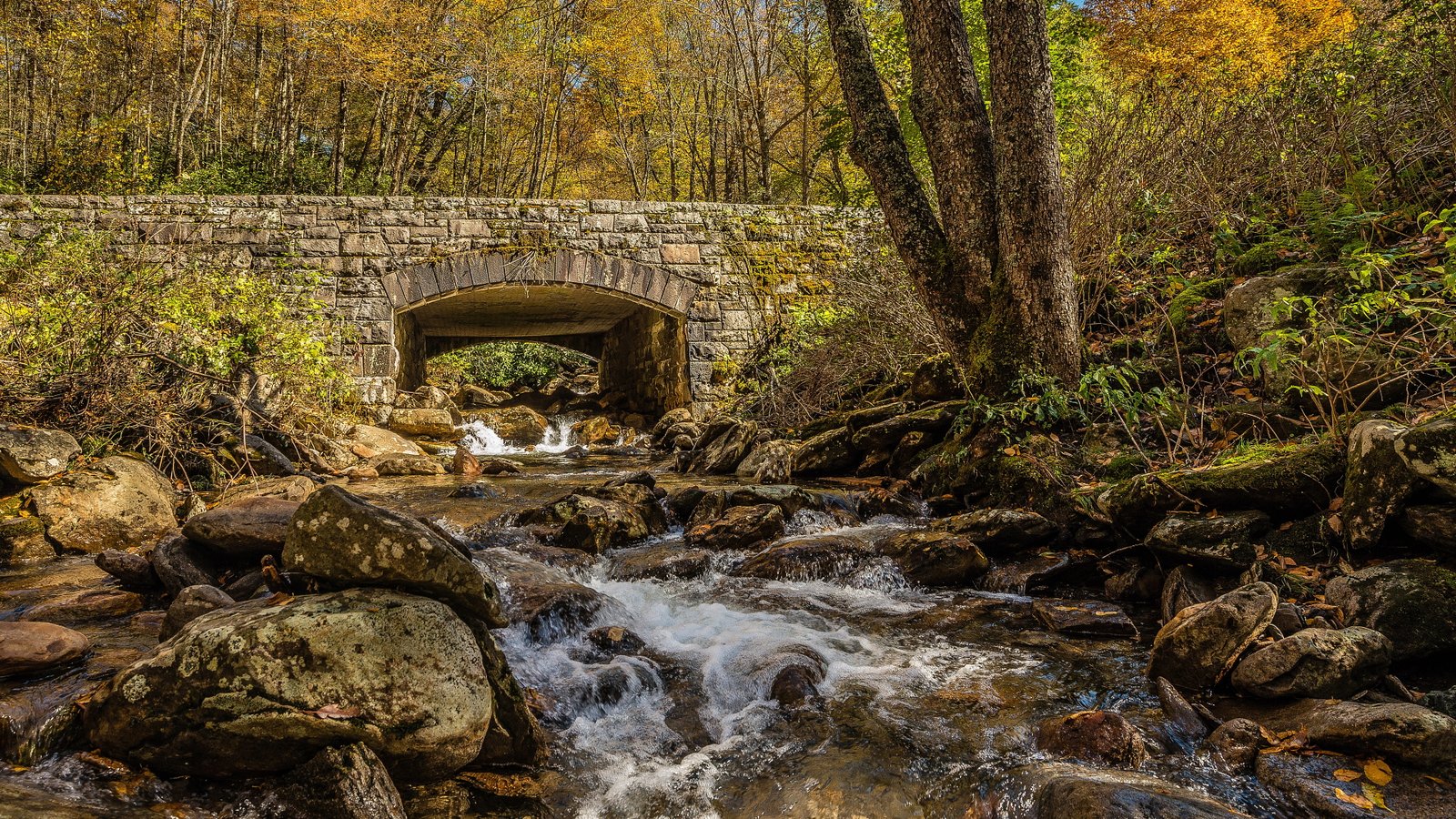 uhd picture water tree rock solid connection flowing 2k 4k 5k 8k