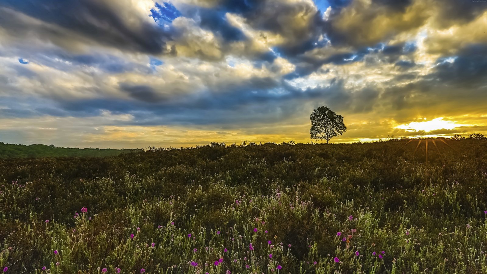wildflowers trees Meadows clouds sunset 2k 4k 5k 8k