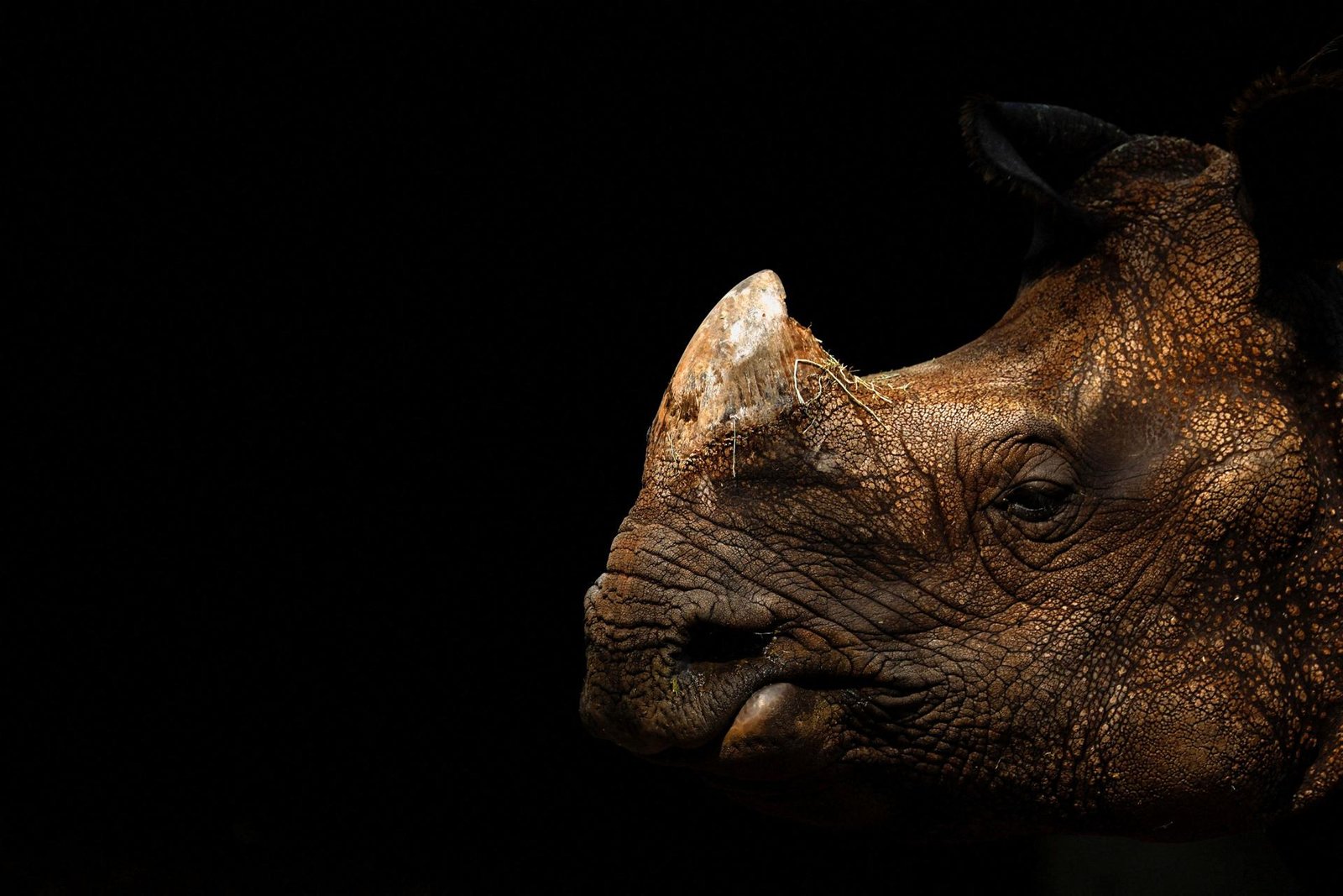 Indian Rhino