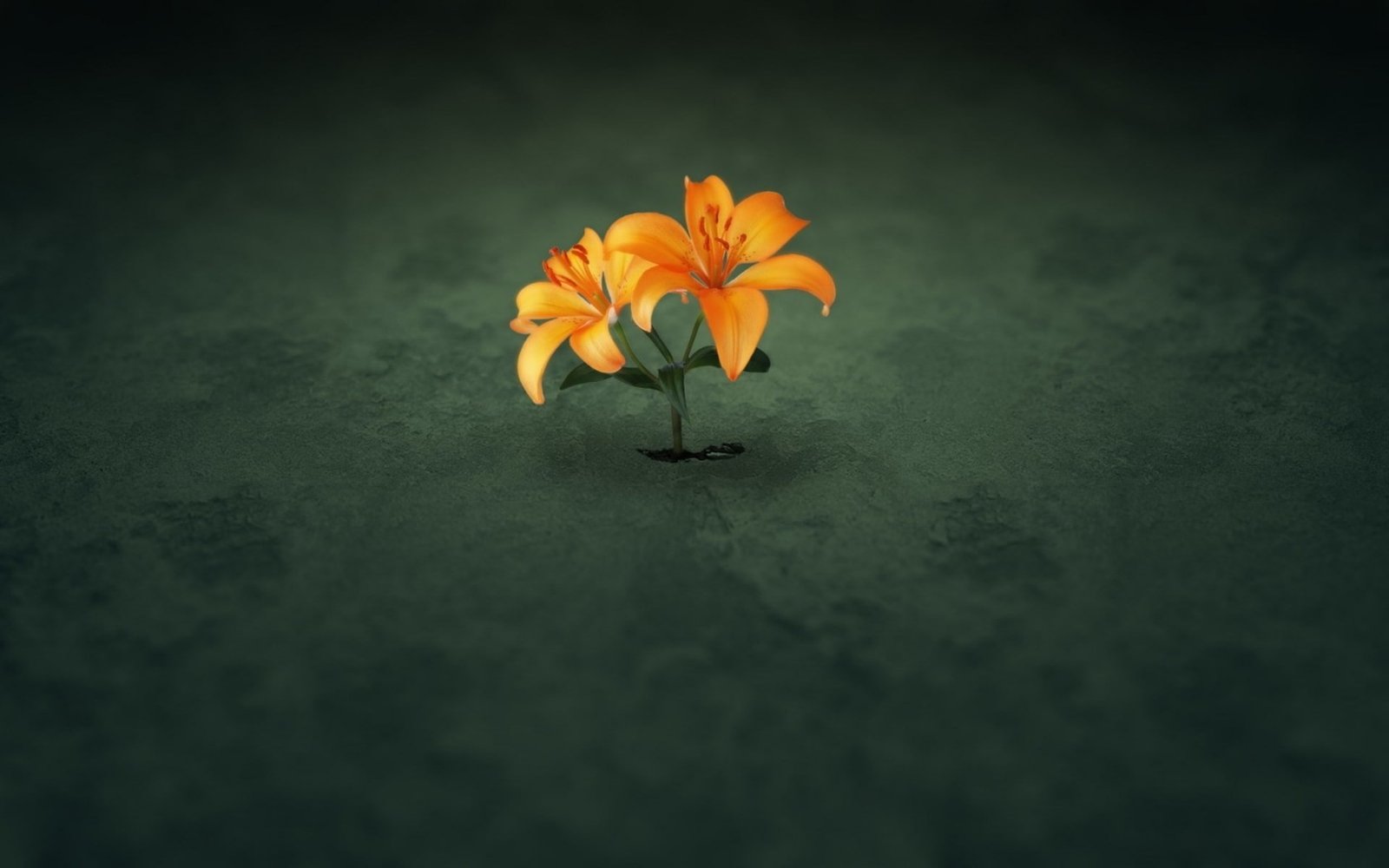 flowers simple background minimalism digital art vulnerability 2k