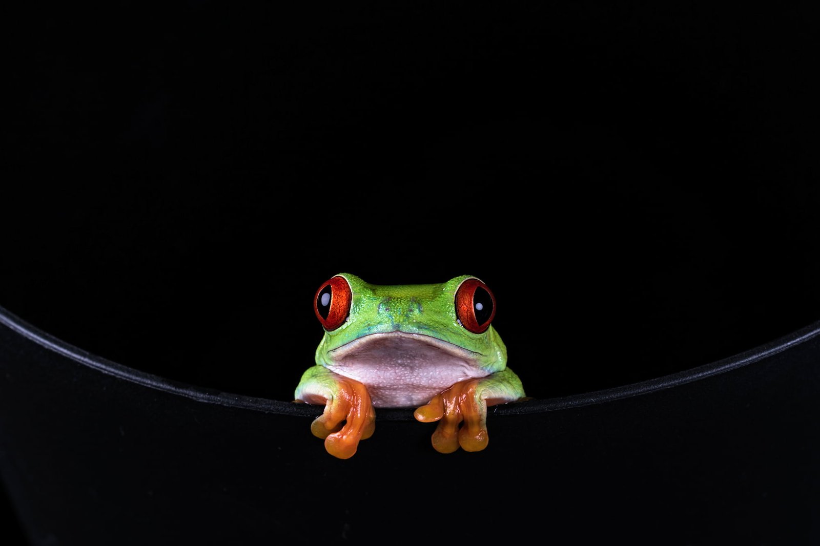 red eye tree frog amphibian Red eyed Tree Frog Agalychnis callidryas 2k