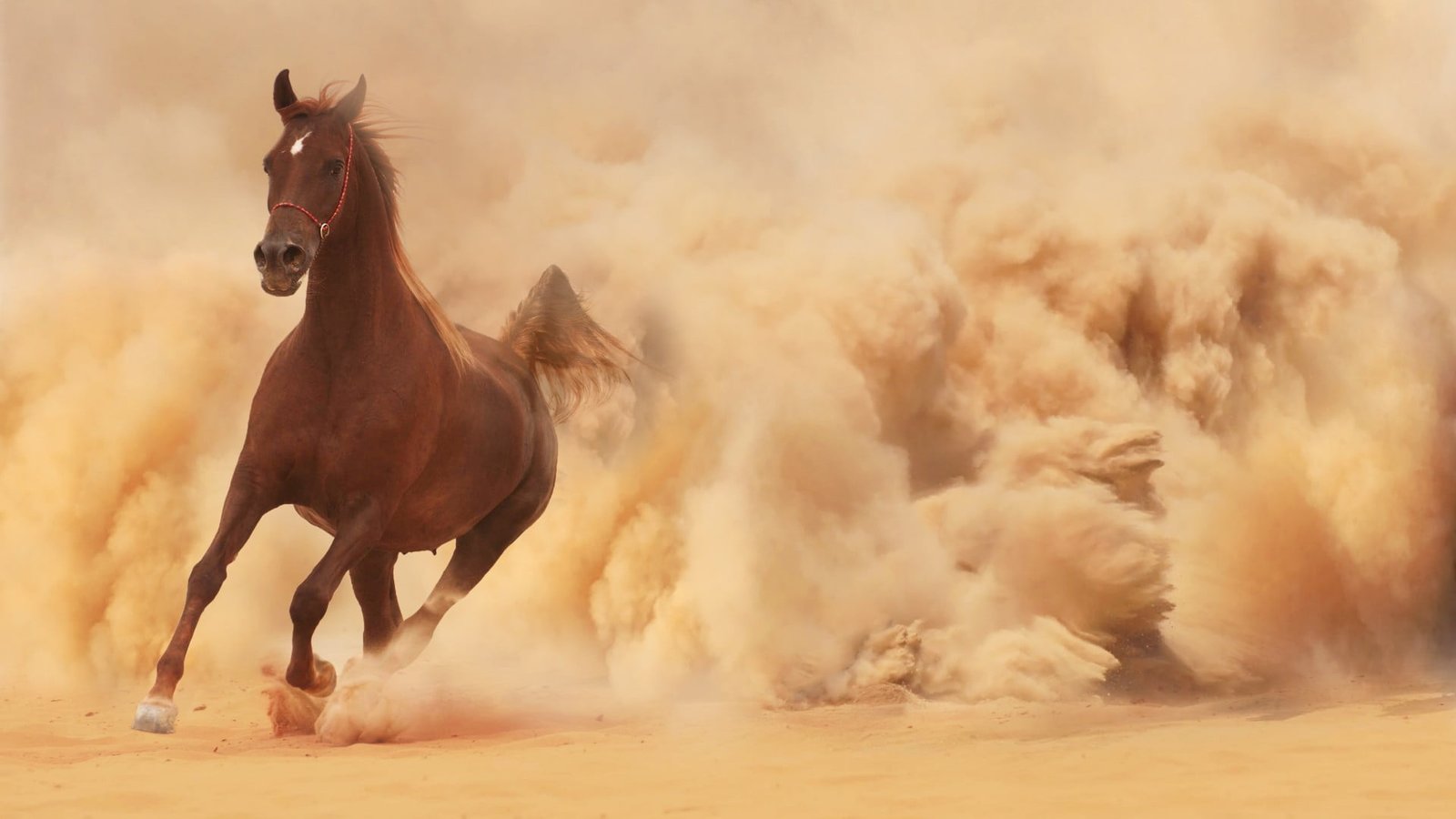 brown horse running desert sand animals domestic mammal 2k
