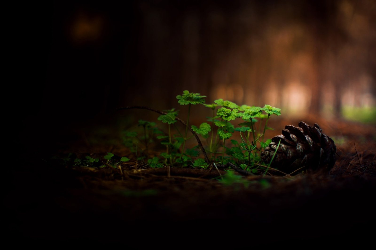 brown pinecone selective focus photo of green leaf plant and 2k