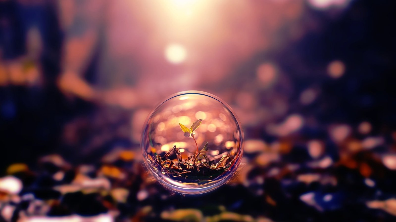 clear glass decor green leaf plant nature plants sphere bubbles 2k