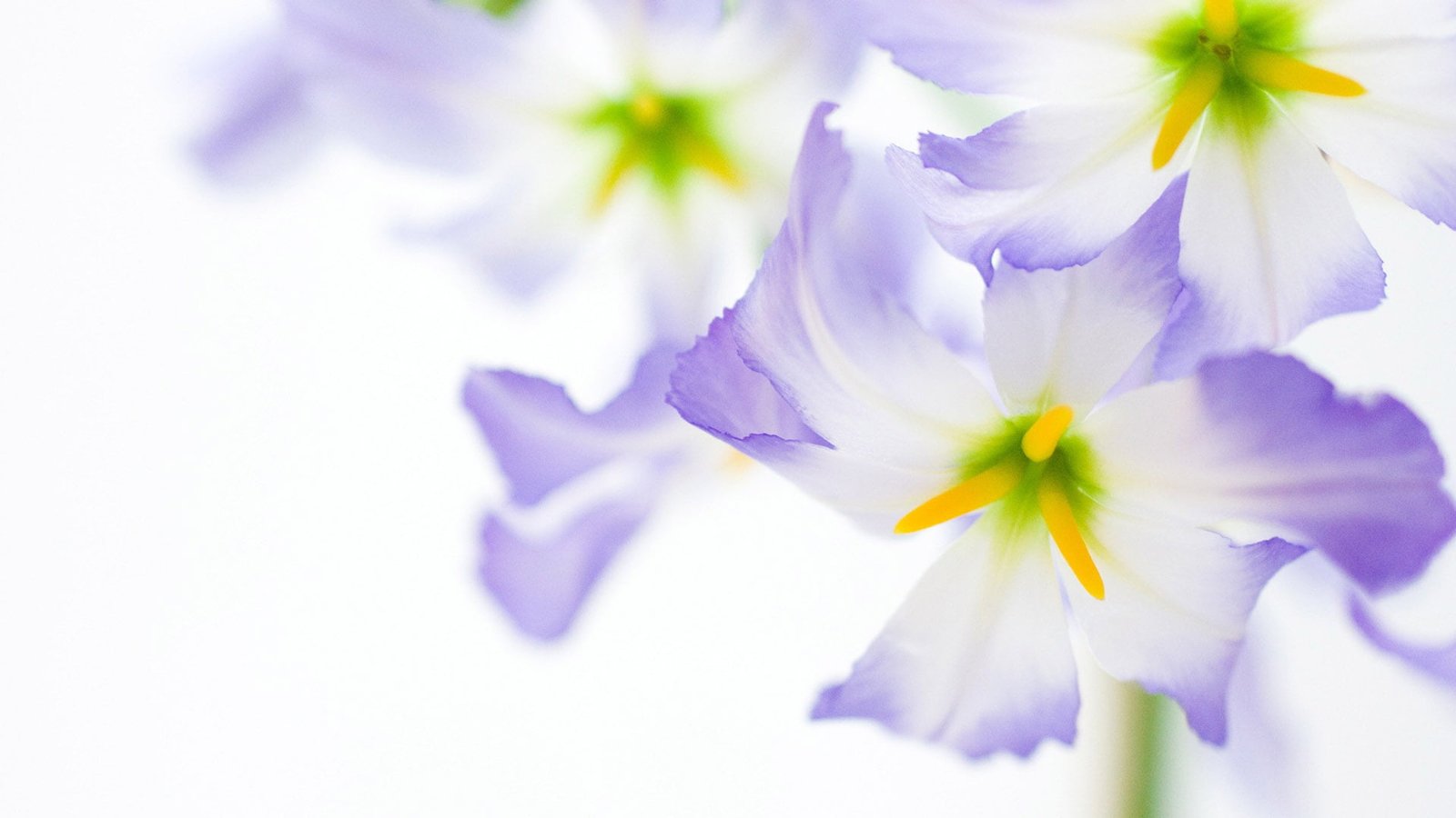 flower bouquet floral petal spring plant pink flowers 2k