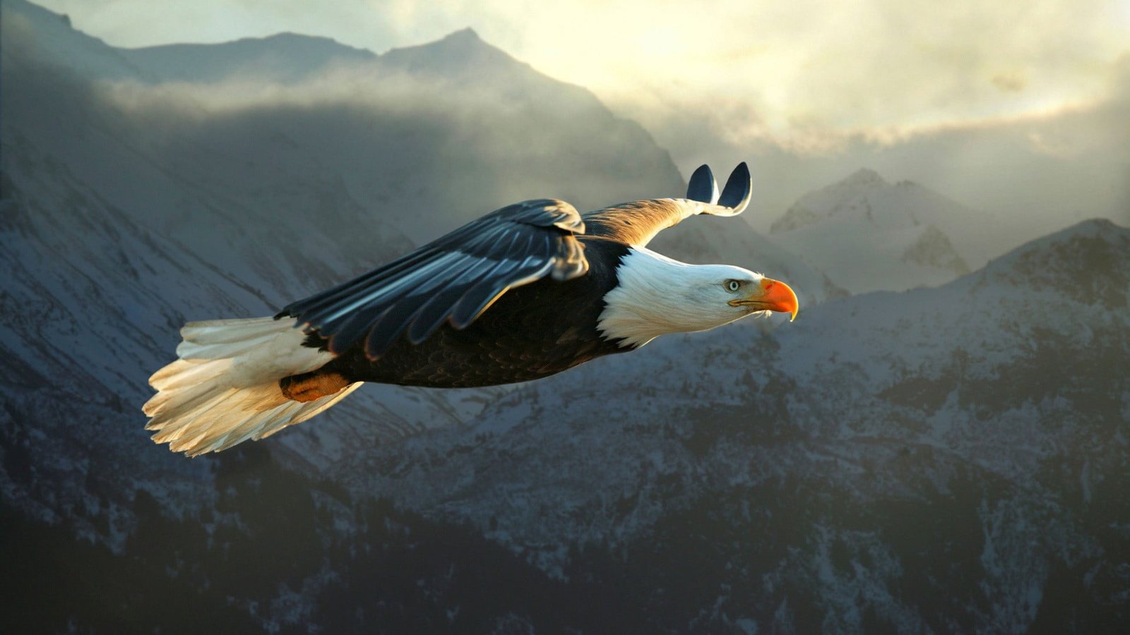 black and white American eagle animals nature bald bird 2k
