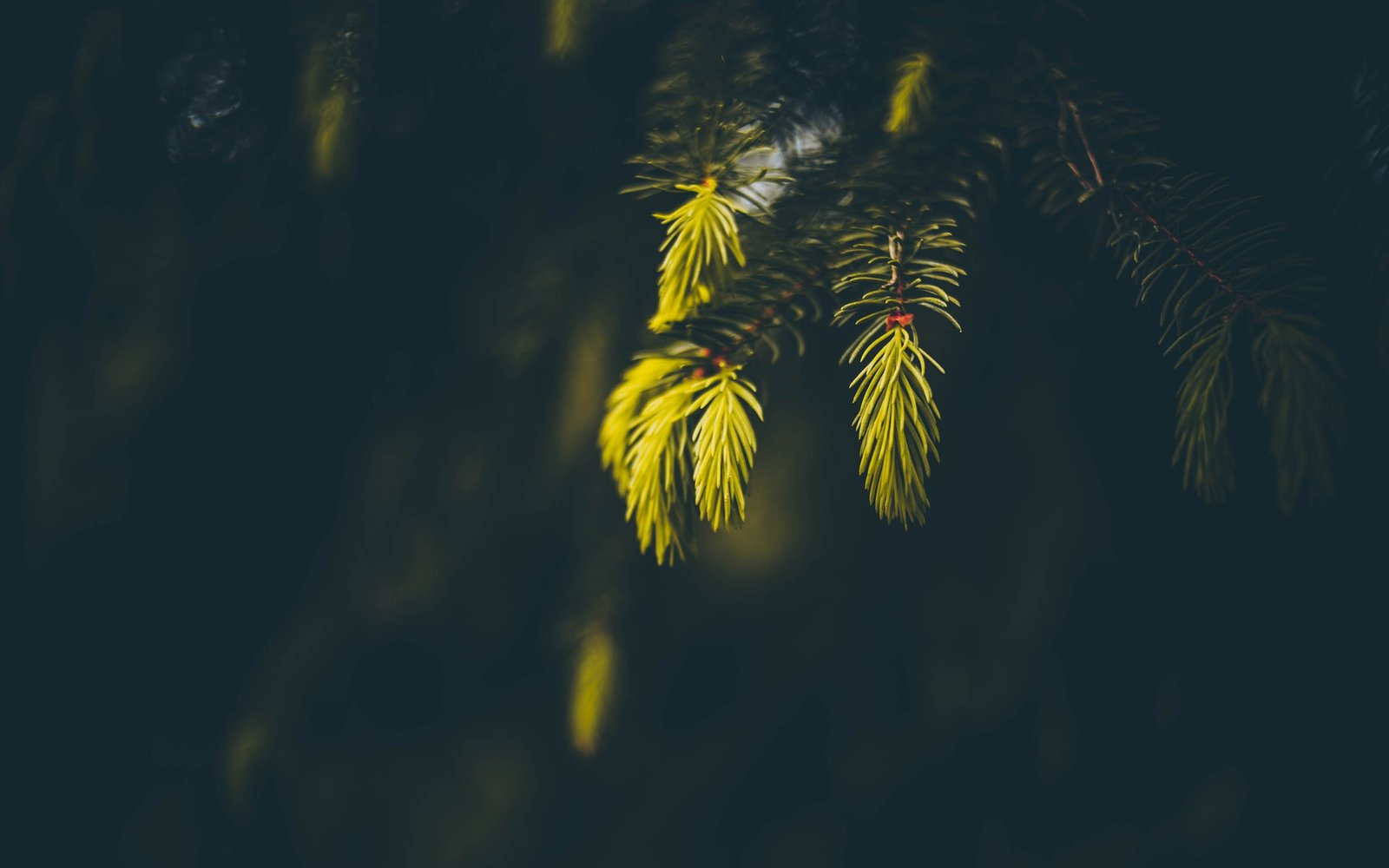 green leafed plant photo of leaf tree spruce macro sunlight 2k