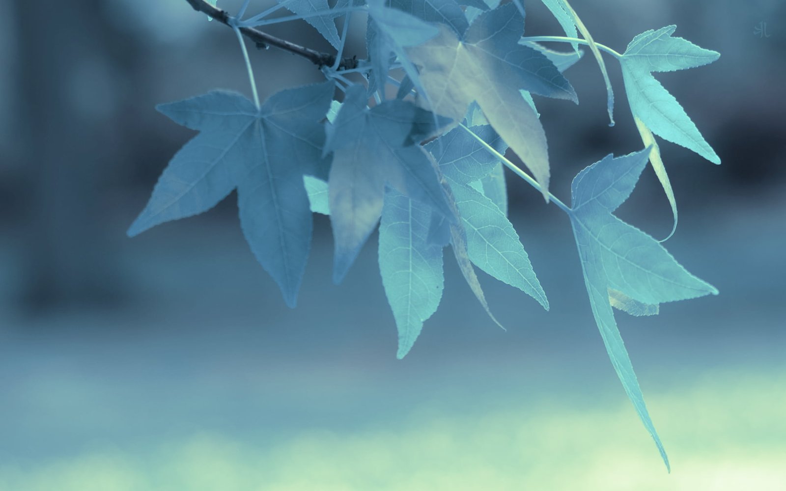 green leafed tree selective focus photography of maple leaves 2k