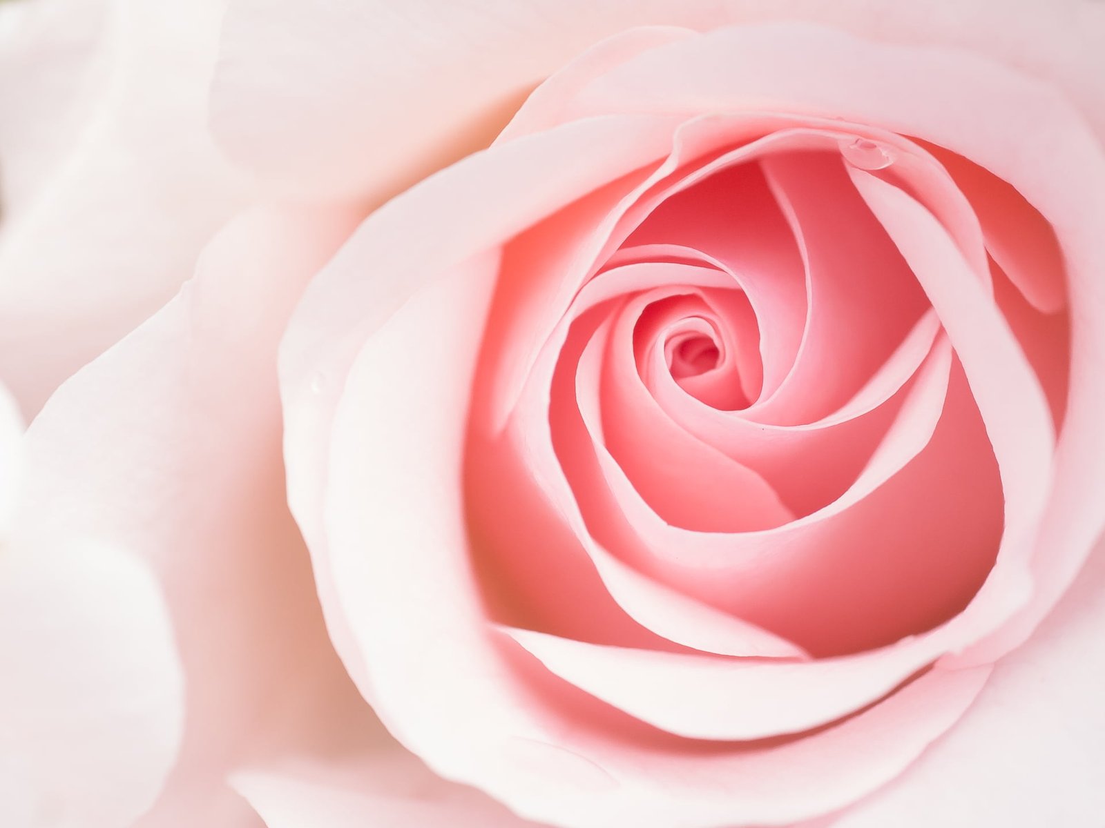 close up photography of pink rose Blume flower Panasonic Lumix 2k