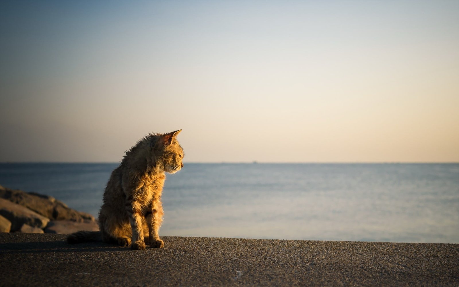 gray tabby cat beach animals mammal sea animal themes one 2k
