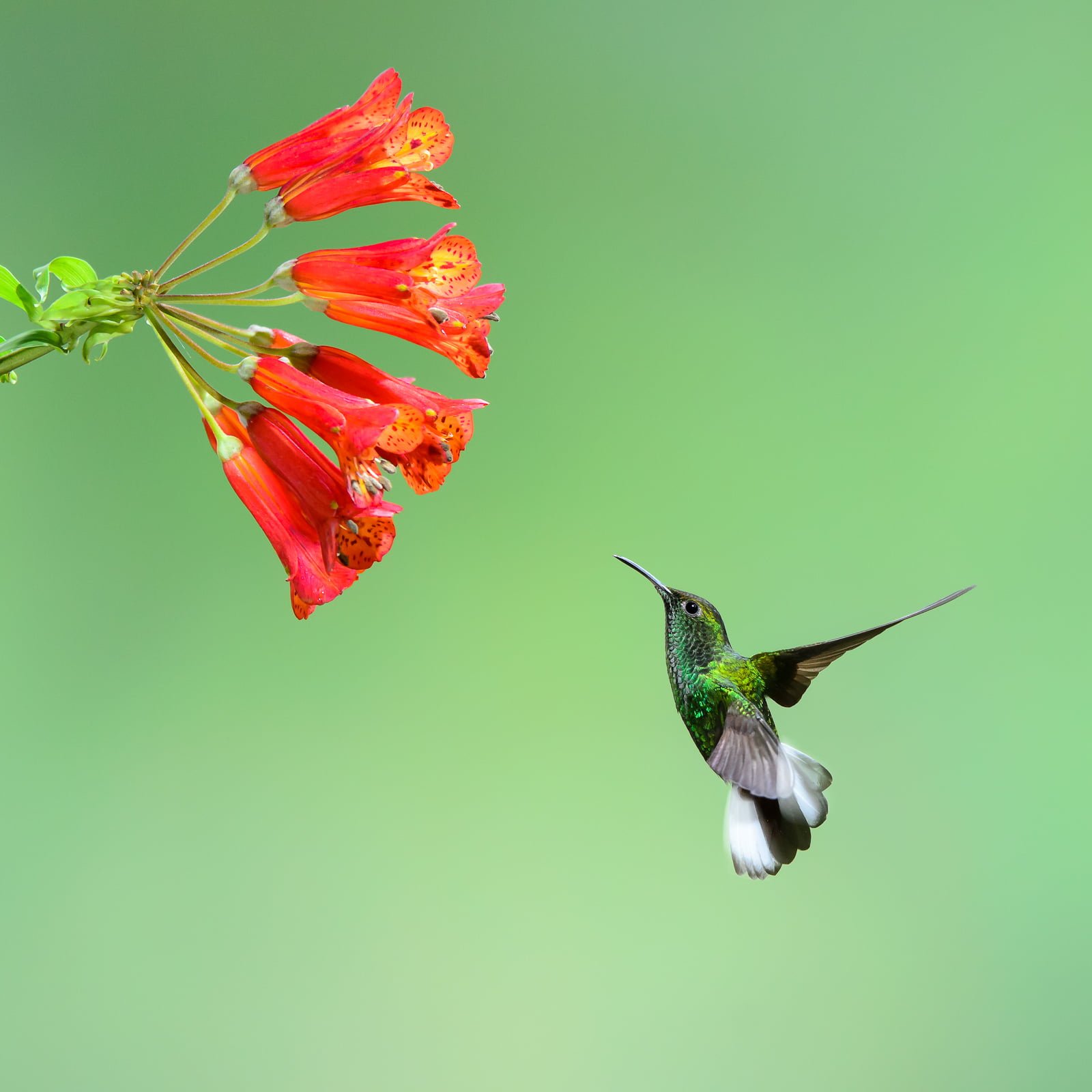 shallow focus photography of humming bird near red flowers hummingbird 2k