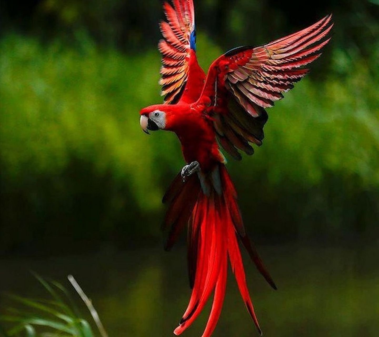 nature abstract flowers parrot bird animal themes flying