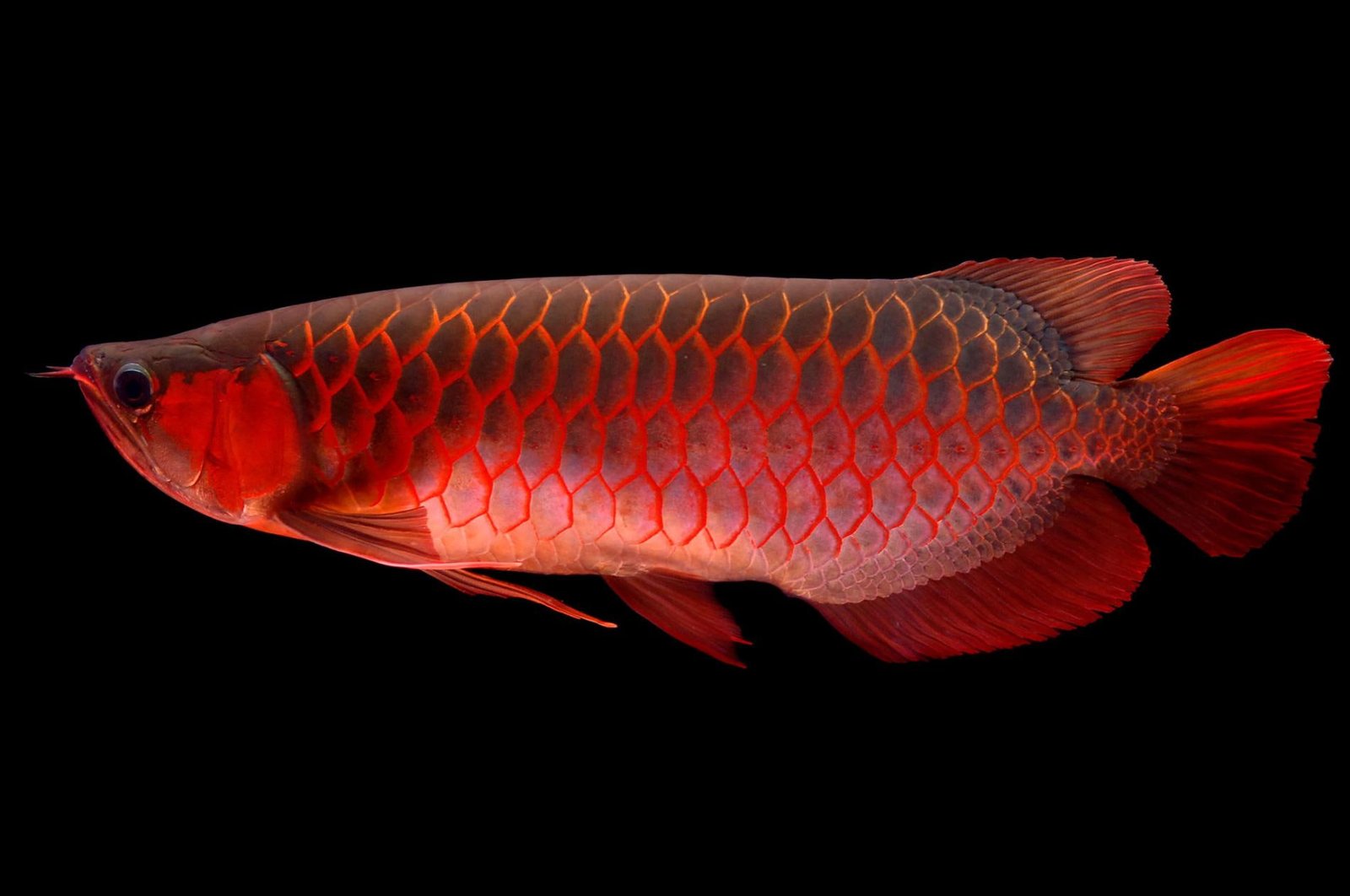 nature animals fish black background red dragon expensive 2k
