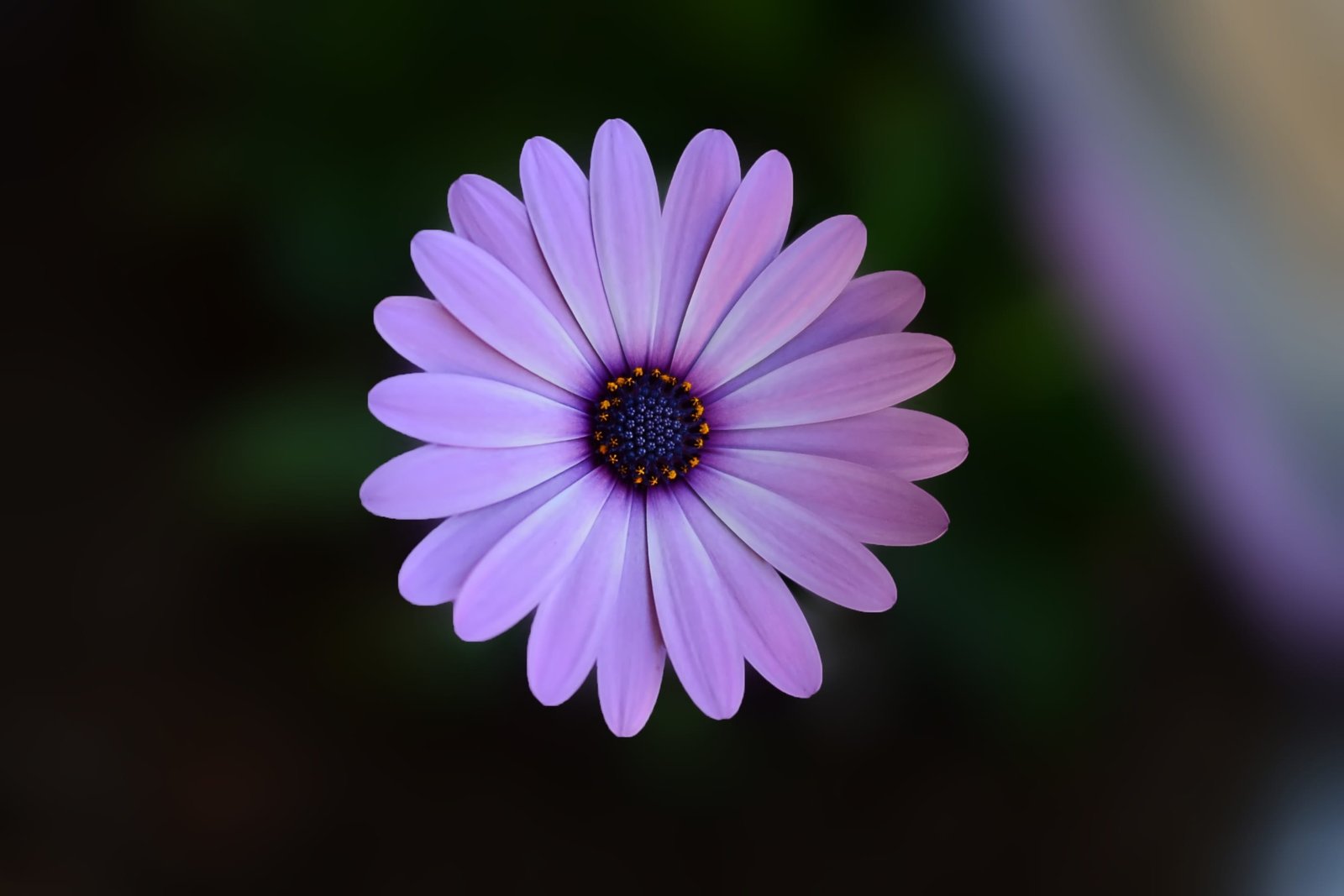nature summer purple texture beautiful bloom blooming blossom 2k
