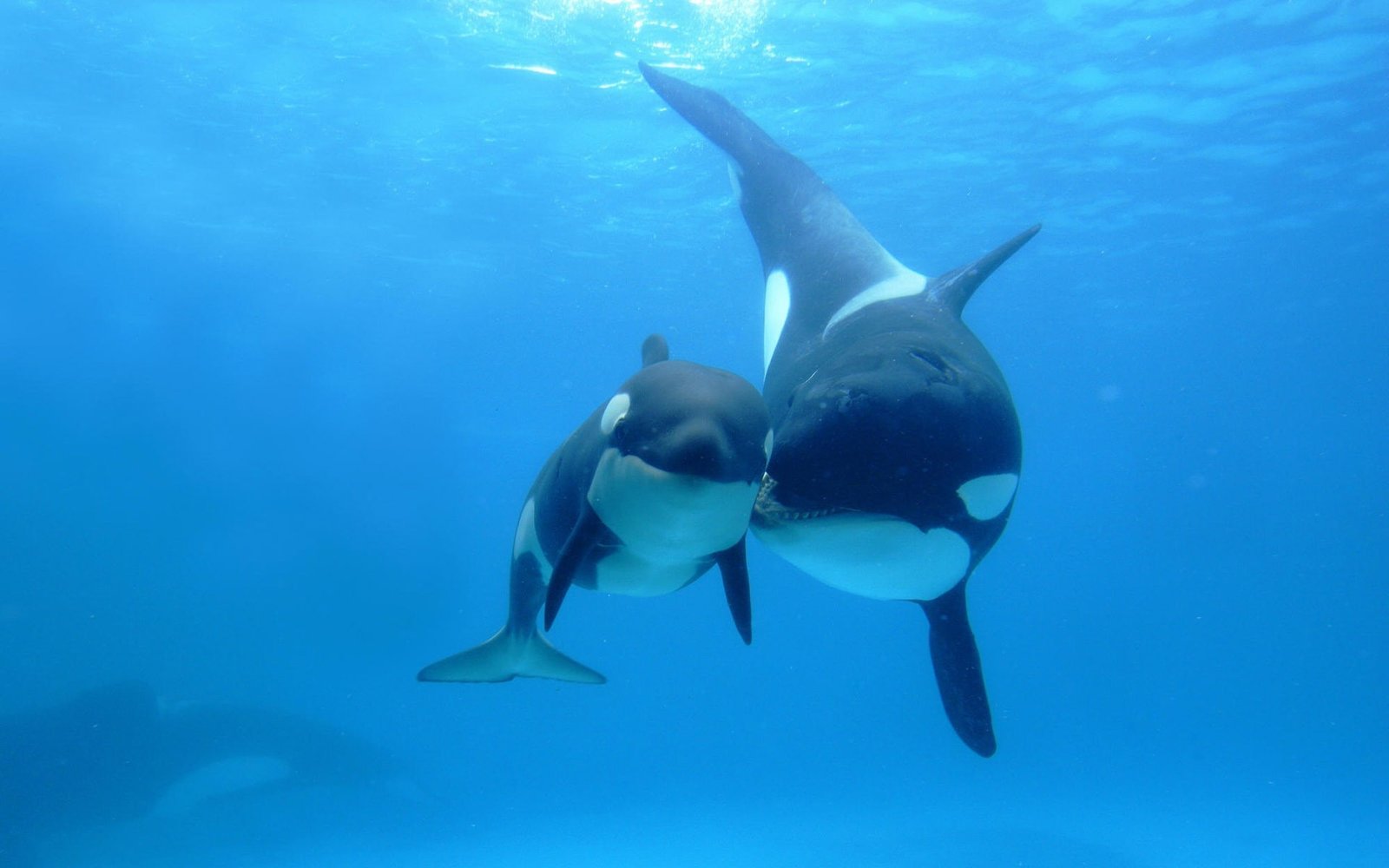 ocean sea animals fish whales orca underwater Nature Oceans HD Art 2k