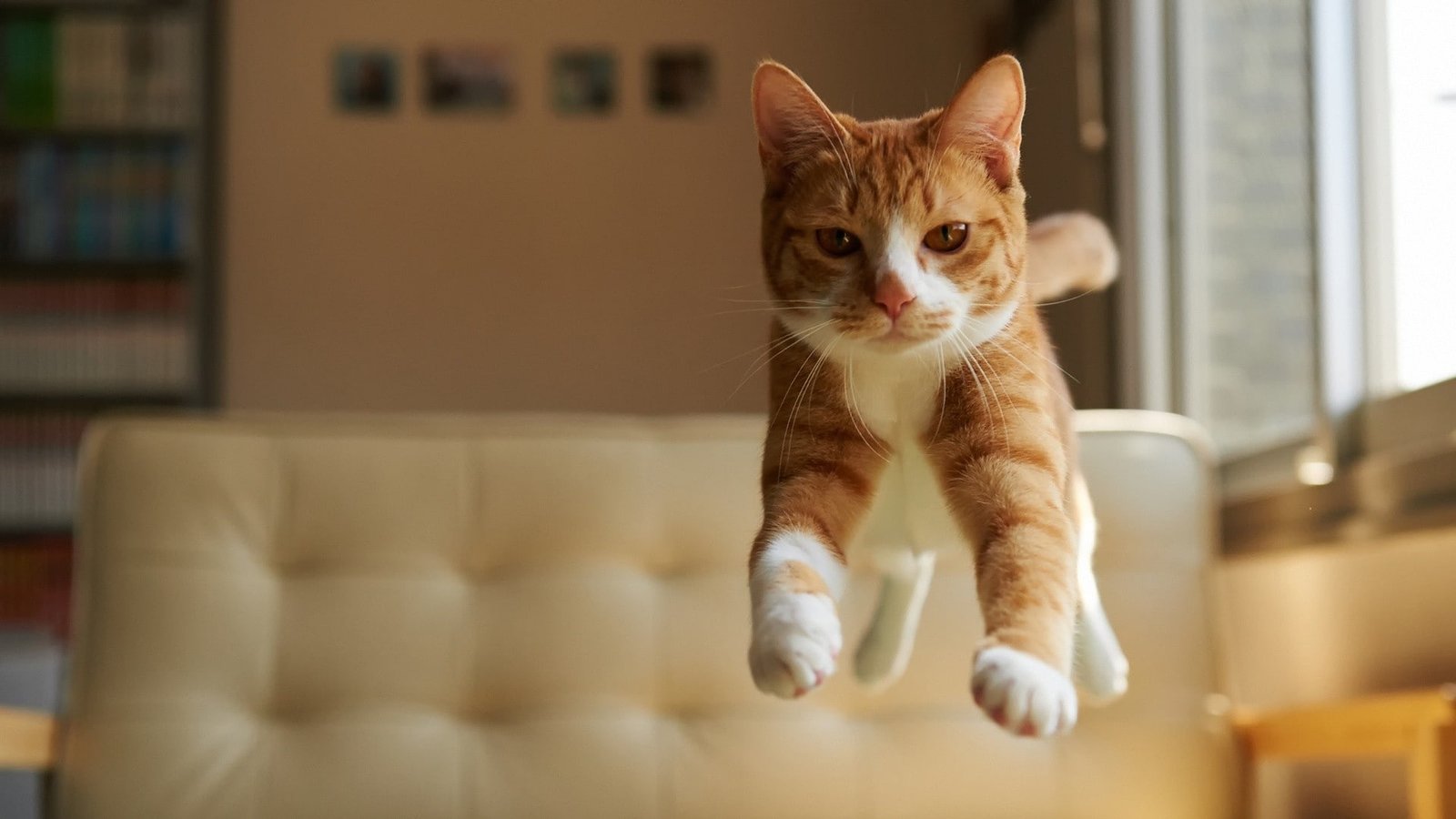 orange tabby cat animals feline nature jumping domestic 2k
