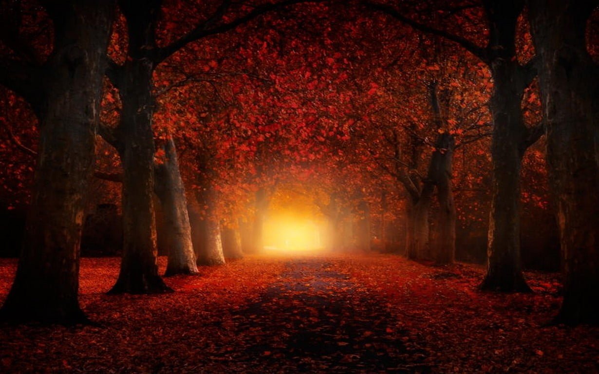 red and black floral textile nature landscape fall atmosphere