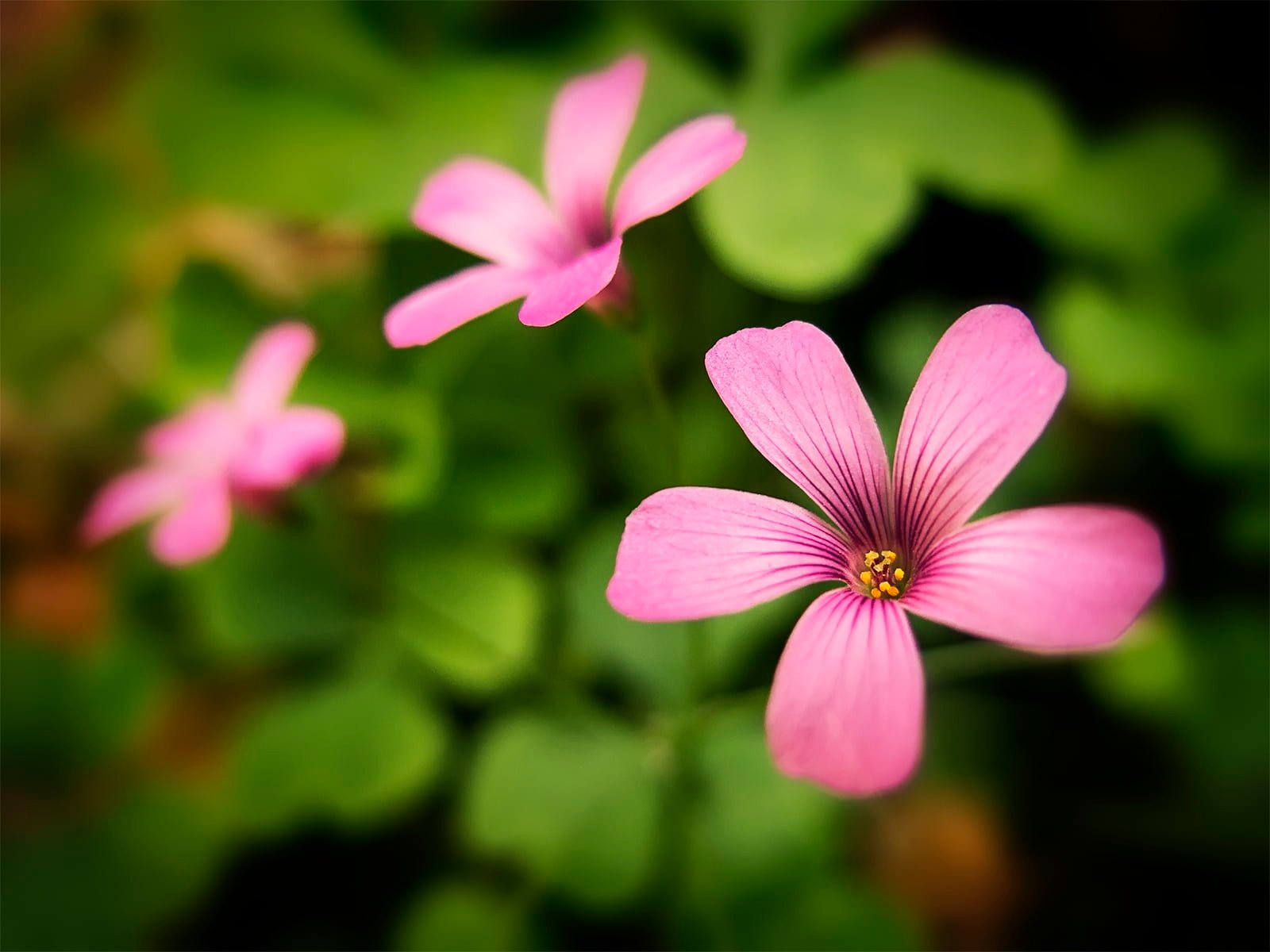 shift lens photograph of pink flower Dream Photography Canon PowerShot 2k
