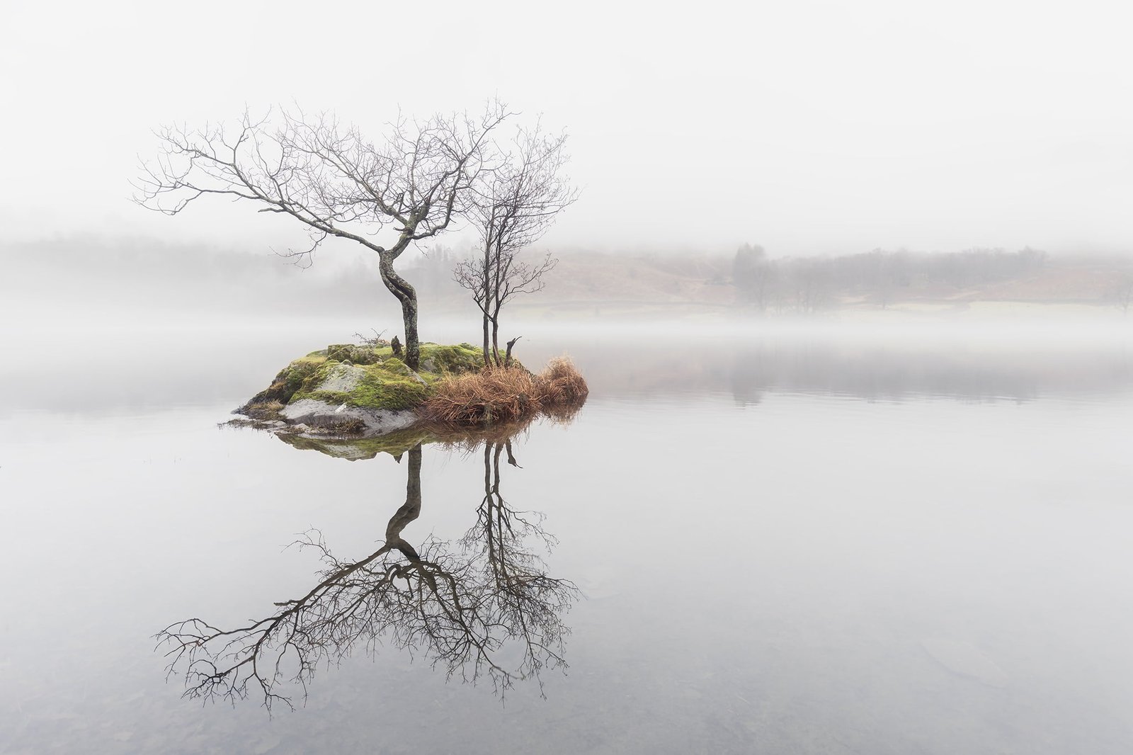 bare tree nature water mist trees reflection tranquility 2k
